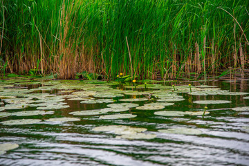 Danube delta landscape