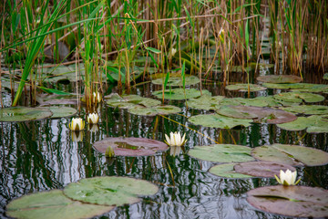 Danube delta landscape