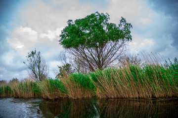 Danube delta landscape