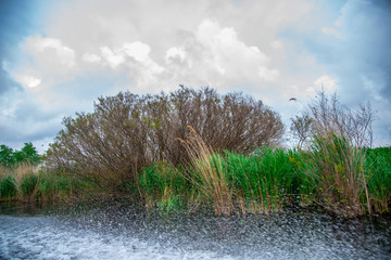 Danube delta landscape