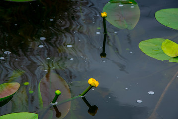 Danube delta landscape