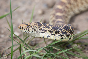 bullsnake