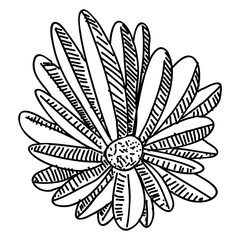 Fototapeta na wymiar Isolated sketch of a flower on a white background - Vector