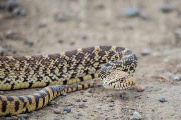 bullsnake