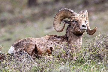 bighorn sheep