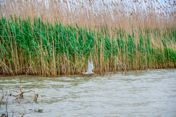 Danube Delta view