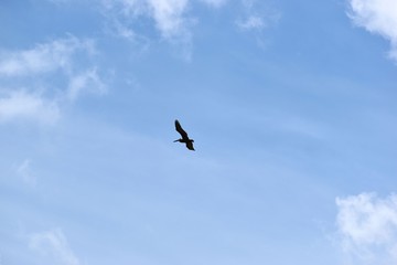 Gull flying high with a blue cloudy sky background.