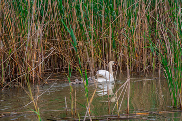 Swan and his little babys in Danube Delta