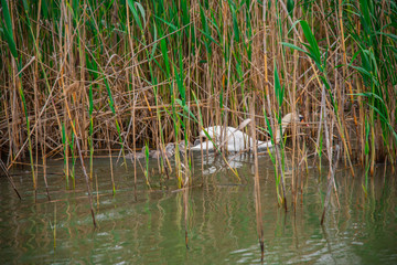 Swan and his little babys in Danube Delta