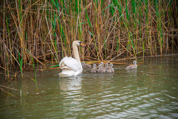 Swan and his little babys in Danube Delta