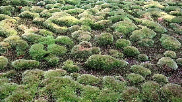 Dense green clumps of moss. Moss garden of Saiho-ji temple. Kyoto, Kansai, Japan.