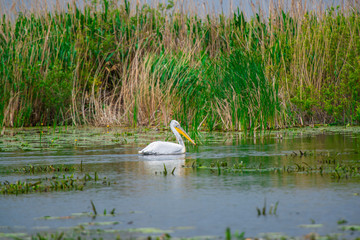 Danube Delta view