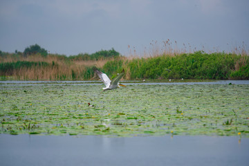 Landscape in Danube Delta