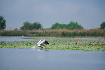 Landscape in Danube Delta