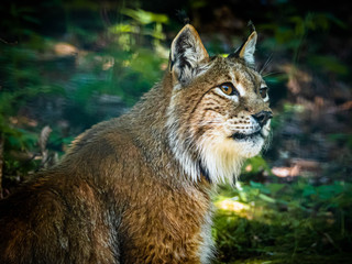 Luchs