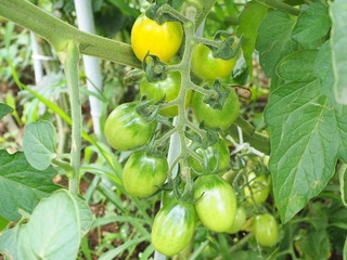 フルーツトマト