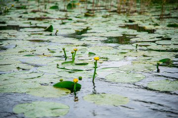 Landscape in Danube Delta