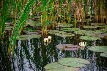 Danube Delta view