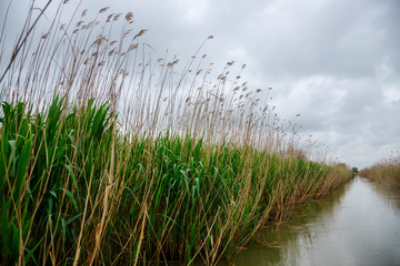 Danube delta landscape