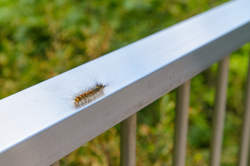 写真素材：毛虫、虫、てすり、アップ