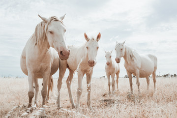 Obraz premium family of white horses eating in the grass in the middle of nature