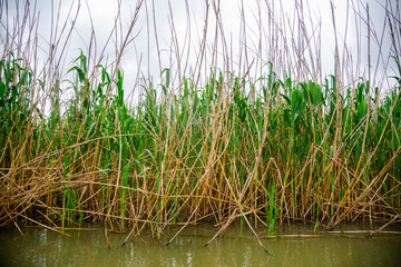 Danube delta landscape