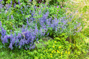 Obraz premium Blue Catmint in a Garden