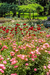 View of a Rose Garden