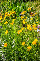 Obraz premium Yellow Daisies in a Garden