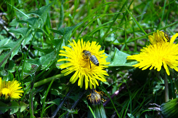 bee on a dandelion