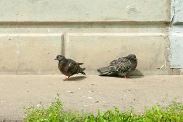 two doves against the wall