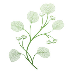 Branch with leaves isolated. Vector illustration.