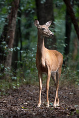 Naklejka na ściany i meble White-tailed Deer standing in sun spotlight cutting through dense forest.