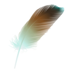 Feather isolated on white.Vector illustration.