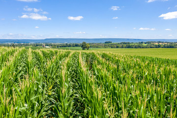 Field of Corn in Pennsylvania Farmland