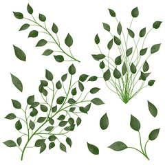 Set leaves of green on white. Vector illustration. EPS 10.