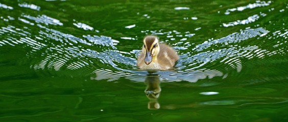 元気に泳ぎ回るカルガモの雛