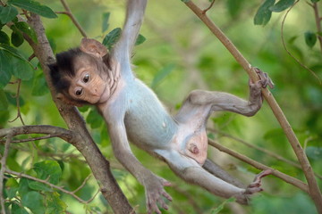 可愛いサル