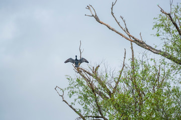 Danube Delta
