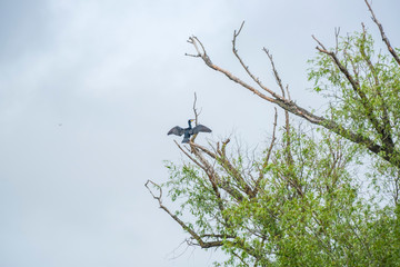 Danube Delta
