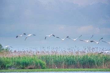 Pelicans in Danube Delta