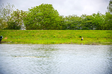 Danube delta