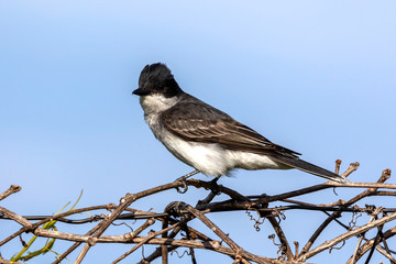 The eastern kingbird (Tyrannus tyrannus) sitting on fence