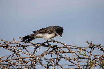The eastern kingbird (Tyrannus tyrannus) sitting on fence