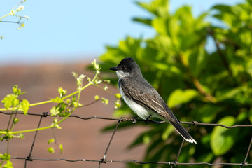 The eastern kingbird (Tyrannus tyrannus) sitting on fence