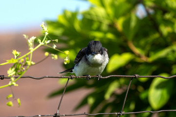 The eastern kingbird (Tyrannus tyrannus) sitting on fence