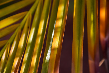 Palm frond background
