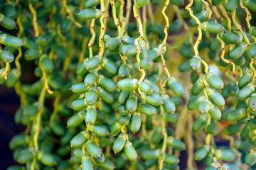 Palm tree seeds