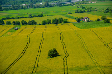 Obraz premium Traces on the wheat field