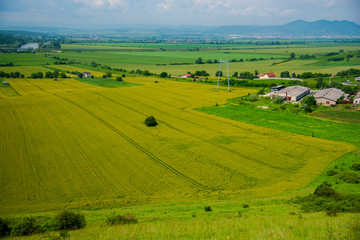 Fototapeta na wymiar Traces in wheat field